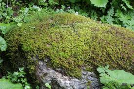 Attēlu rezultāti vaicājumam “Brachythecium salebrosum”