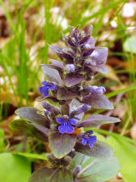 Attēlu rezultāti vaicājumam “Ajuga pyramidalis”