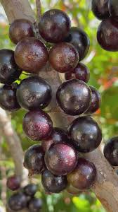 Attēlu rezultāti vaicājumam “Jovibarba globifera fruit”