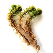 Attēlu rezultāti vaicājumam “Sphagnum wulfianum”