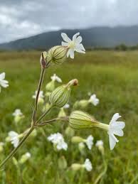 Attēlu rezultāti vaicājumam “Silene latifolia subsp. alba”