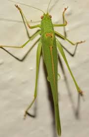 Attēlu rezultāti vaicājumam “Phaneroptera falcata”