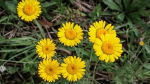 Image result for Färberkamille