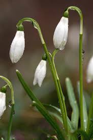 Attēlu rezultāti vaicājumam “Galanthus nivalis bud”