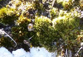 Attēlu rezultāti vaicājumam “Metzgeria furcata”