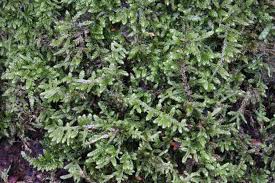 Attēlu rezultāti vaicājumam “Hypnum jutlandicum”