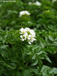 Attēlu rezultāti vaicājumam “Cardamine amara flower”