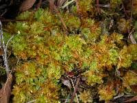 Attēlu rezultāti vaicājumam “Sphagnum compactum”