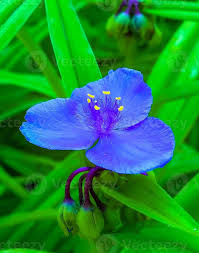 Attēlu rezultāti vaicājumam “Tradescantia virginiana”