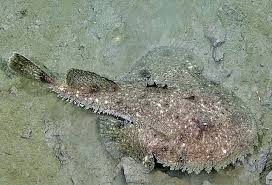 Image result for Lophius americanus