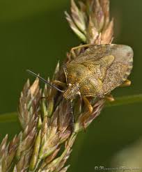 Attēlu rezultāti vaicājumam “Carpocoris sp.”