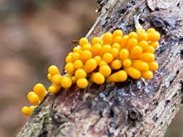 Attēlu rezultāti vaicājumam “Leocarpus fragilis young”