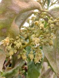 Image result for Litchi chinensis