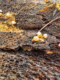 Attēlu rezultāti vaicājumam “Lamproderma pulchellum”