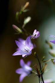 Image result for Campanula rapunculus