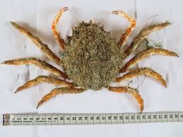 Image result for Maja brachydactyla