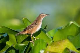 Image result for Locustella certhiola