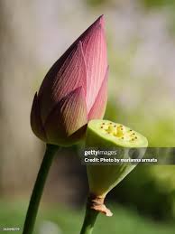 Attēlu rezultāti vaicājumam “Lotus sp. bud”