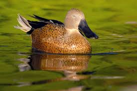 Attēlu rezultāti vaicājumam “Anseriformes”