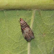 Attēlu rezultāti vaicājumam “Acrobasis advenella”