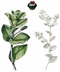 Attēlu rezultāti vaicājumam “Potamogeton perfoliatus flower”