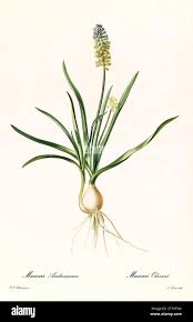 Attēlu rezultāti vaicājumam “Muscari neglectum”