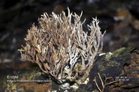 Attēlu rezultāti vaicājumam “Lentaria sp.”