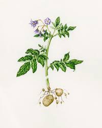 Attēlu rezultāti vaicājumam “Solanum tuberosum flower”