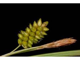 Attēlu rezultāti vaicājumam “Carex pallescens”