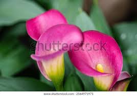 Attēlu rezultāti vaicājumam “Calla palustris flower”