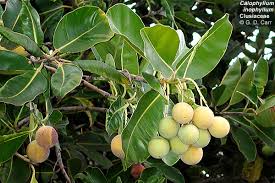 Attēlu rezultāti vaicājumam “Clusiaceae”