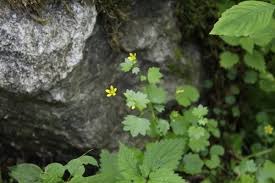Attēlu rezultāti vaicājumam “Saxifraga cymbalaria”