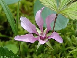 Attēlu rezultāti vaicājumam “Rubus arcticus”