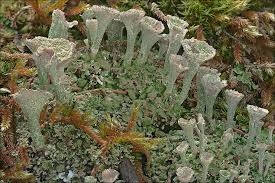 Attēlu rezultāti vaicājumam “Cladonia pyxidata”