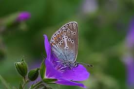 Attēlu rezultāti vaicājumam “Eumedonia eumedon underside”