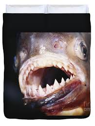 Image result for Prestatyn Piranhas