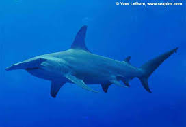 Image result for Sphyrna media