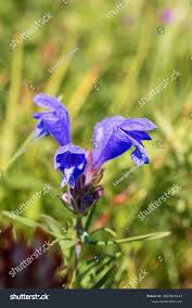 Attēlu rezultāti vaicājumam “Dracocephalum ruyschiana fruit”