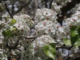 Attēlu rezultāti vaicājumam “Pyrus communis flower”