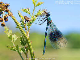 Attēlu rezultāti vaicājumam “Calopteryx splendens”