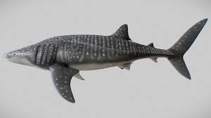 Image result for Rhincodon typus