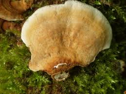 Attēlu rezultāti vaicājumam “Stereum fasciatum”