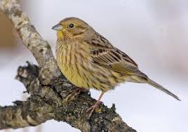 Attēlu rezultāti vaicājumam “Emberiza citrinella juvenile”