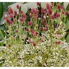 Image result for Sanguisorba minor