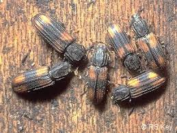 Attēlu rezultāti vaicājumam “Bitoma crenata”