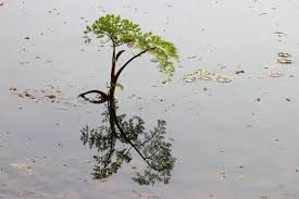 Attēlu rezultāti vaicājumam “Oenanthe aquatica”