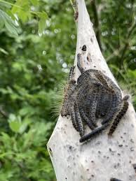 Attēlu rezultāti vaicājumam “Eriogaster lanestris larva”