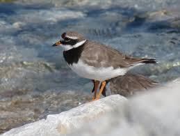 Attēlu rezultāti vaicājumam “Charadrius hiaticula adult”