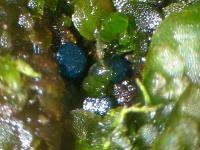 Attēlu rezultāti vaicājumam “Mniaecia jungermanniae”