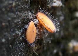 Attēlu rezultāti vaicājumam “Scutellinia scutellata”